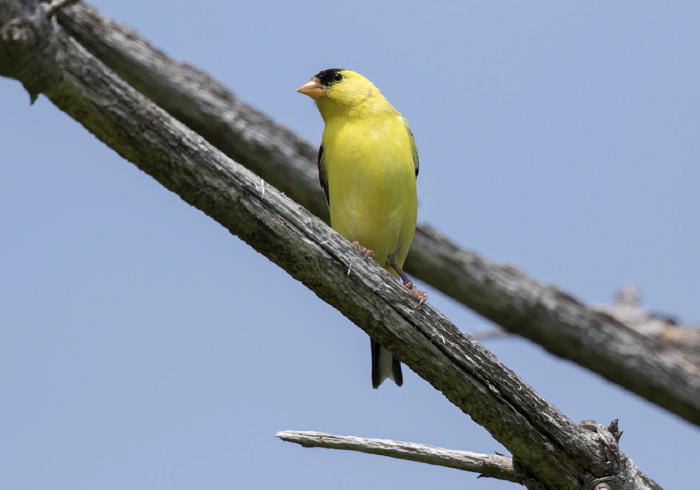 Spinus tristis Fringillidae