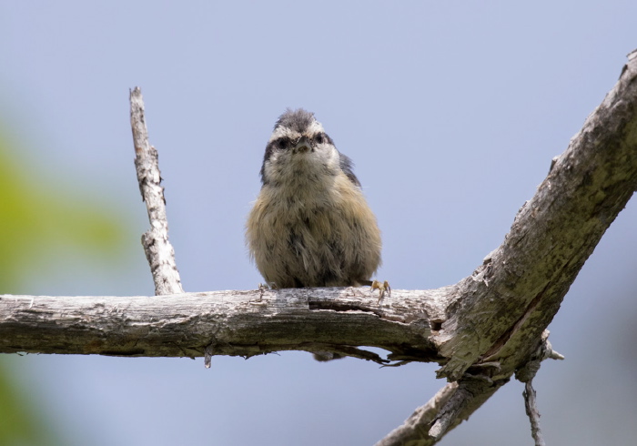 Sitta canadensis Sittidae