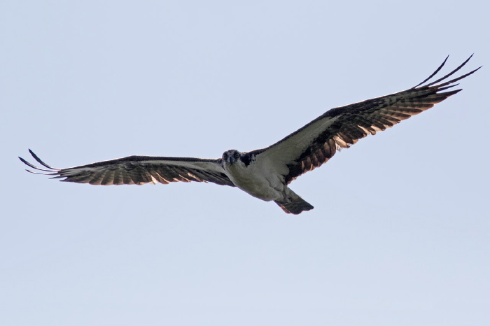 Pandion haliaetus Pandionidae