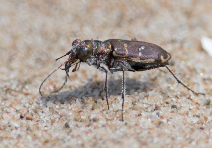 Cicindela hirticollis Carabidae