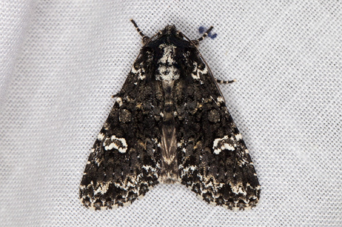 Melanchra adjuncta Noctuidae