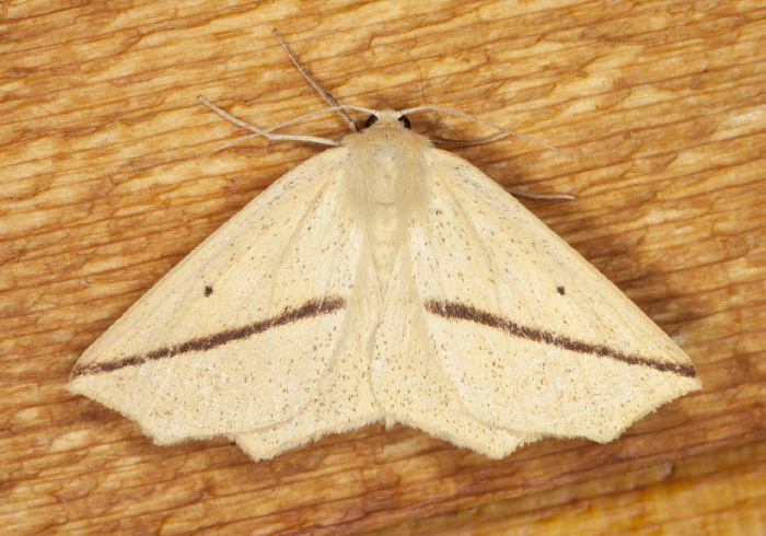 Tetracis crocallata Geometridae