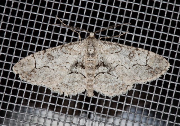 Iridopsis larvaria? Geometridae