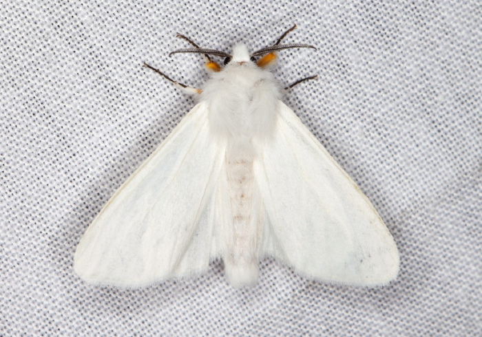 Spilosoma congrua Erebidae