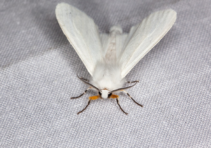 Spilosoma congrua Erebidae
