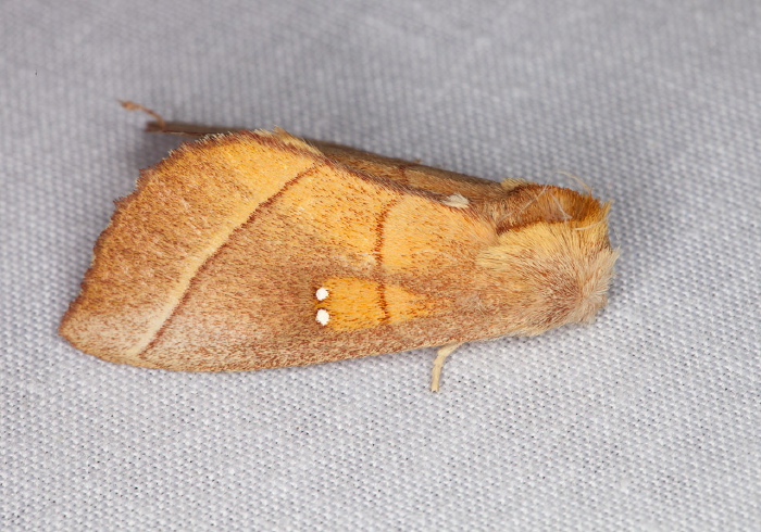 Nadata gibbosa Notodontidae