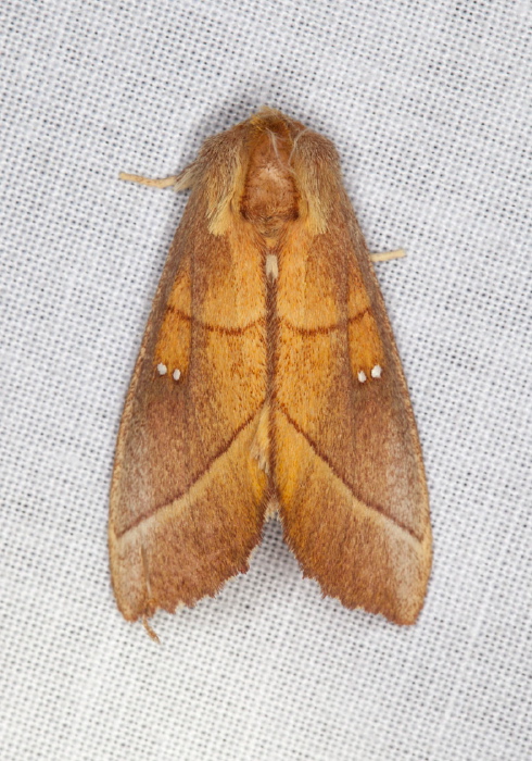 Nadata gibbosa Notodontidae