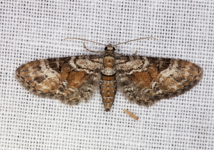 Eupithecia anticaria Geometridae
