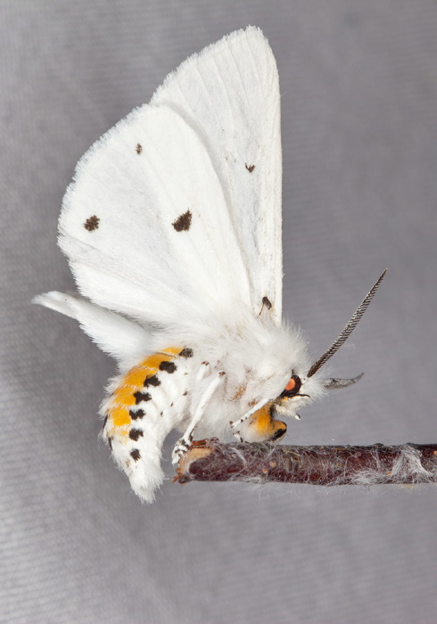 Spilosoma virginica Erebidae