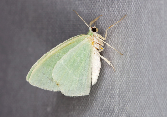 Nemoria mimosaria Geometridae