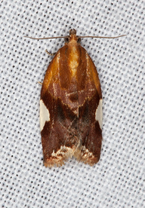 Clepsis persicana Tortricidae