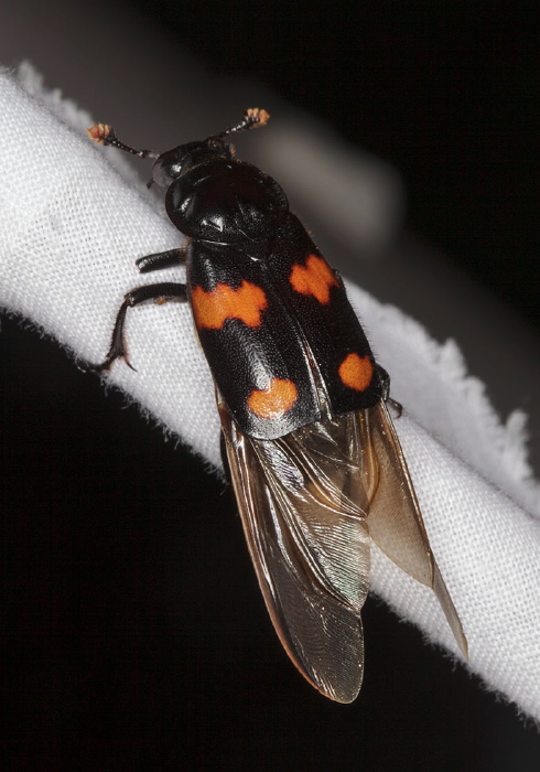 Nicrophorus orbicollis Silphidae