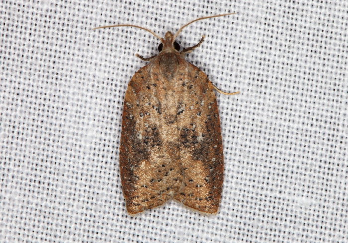 Acleris schalleriana Tortricidae