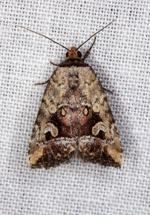 Elaphria versicolor Noctuidae