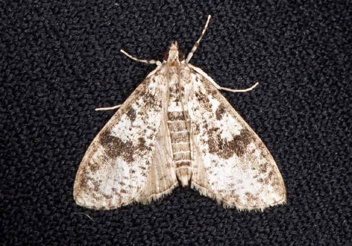 Palpita sp. Crambidae