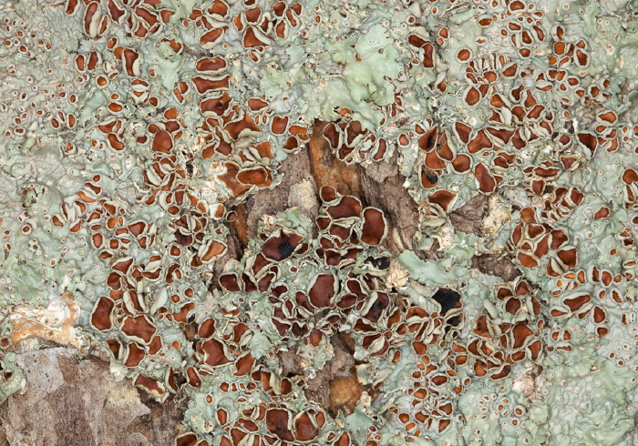 Lobaria quercizans? Lobariaceae