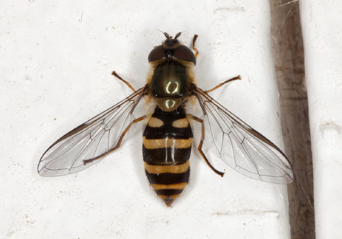 Eupeodes (Metasyrphus) sp.? Syrphidae