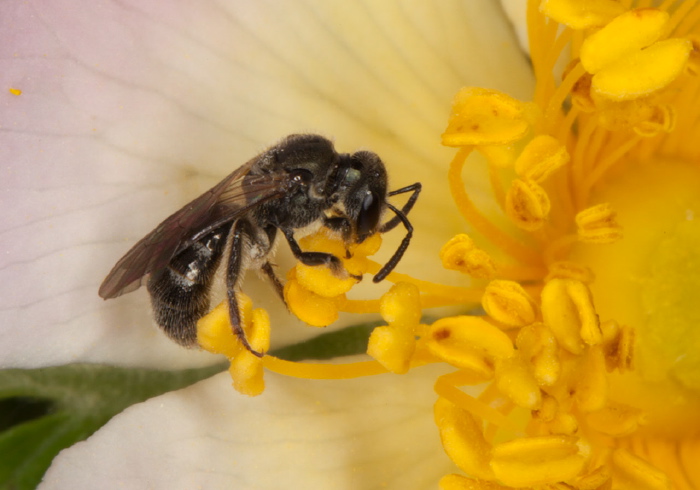 Lasioglossum (Dialictus) sp. Halictidae