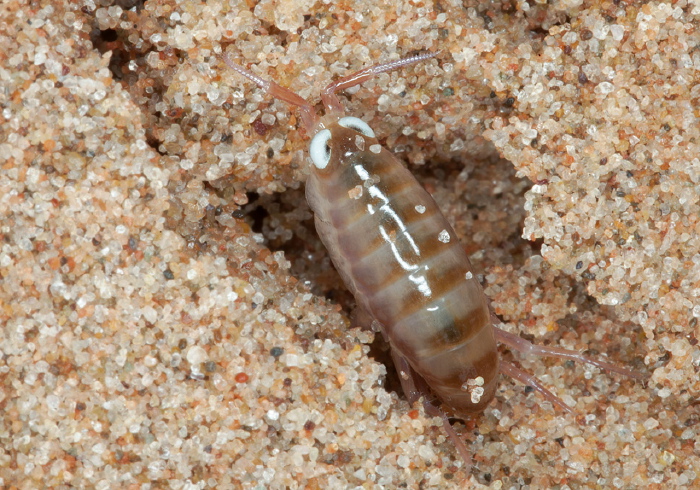 Americorchestia megalophthalma Talitridae