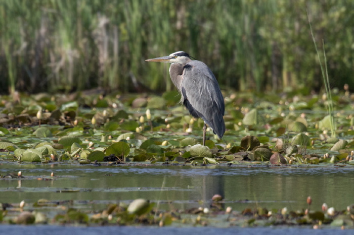 Ardea herodias Ardeidae