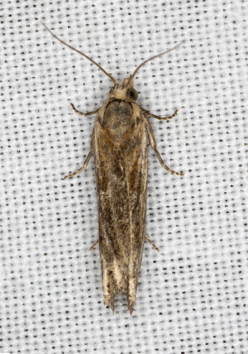Phaneta sp. Tortricidae