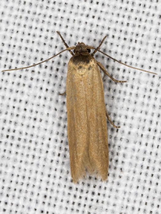 nr. Holcocera immaculella Blastobasidae