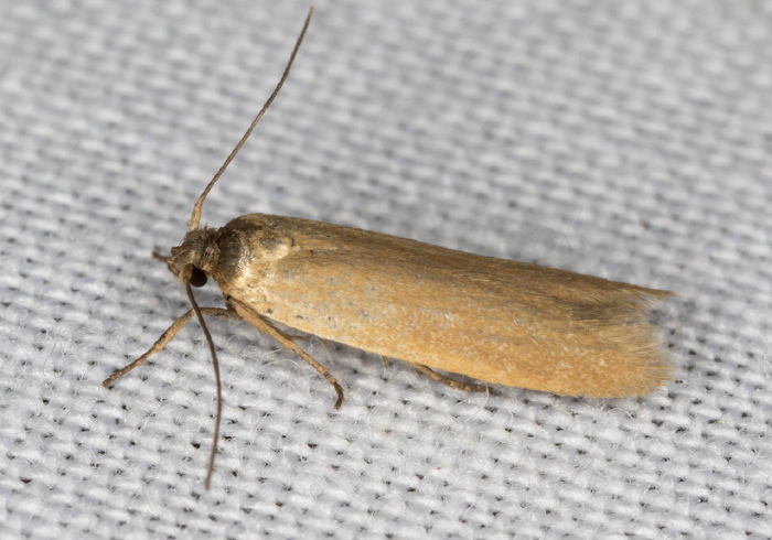 nr. Holcocera immaculella Blastobasidae