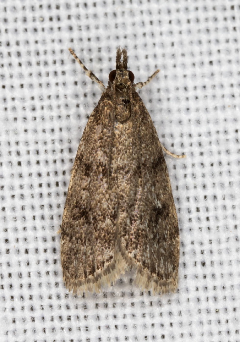 Scoparia penumbralis Crambidae