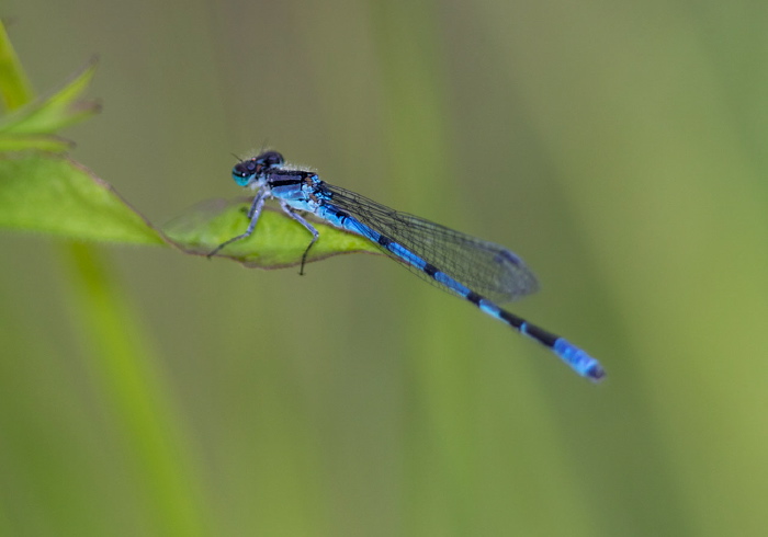 Enallagma ebrium? Coenagrionidae