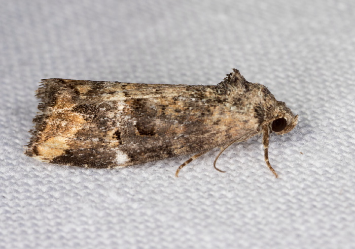 Elaphria versicolor Noctuidae