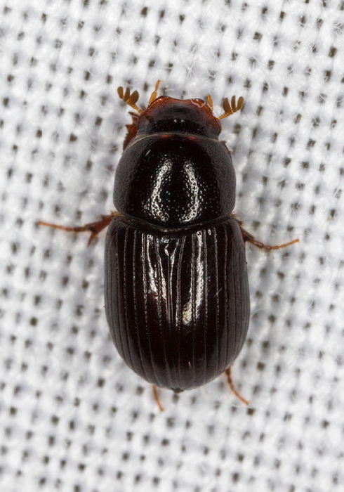 Ataenius (Oscarinus) rusicola Scarabaeidae