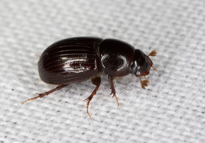 Ataenius (Oscarinus) rusicola Scarabaeidae
