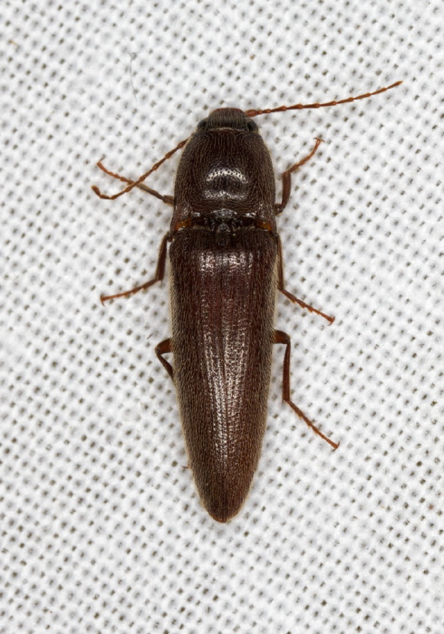 Melanotus decumanus? Elateridae