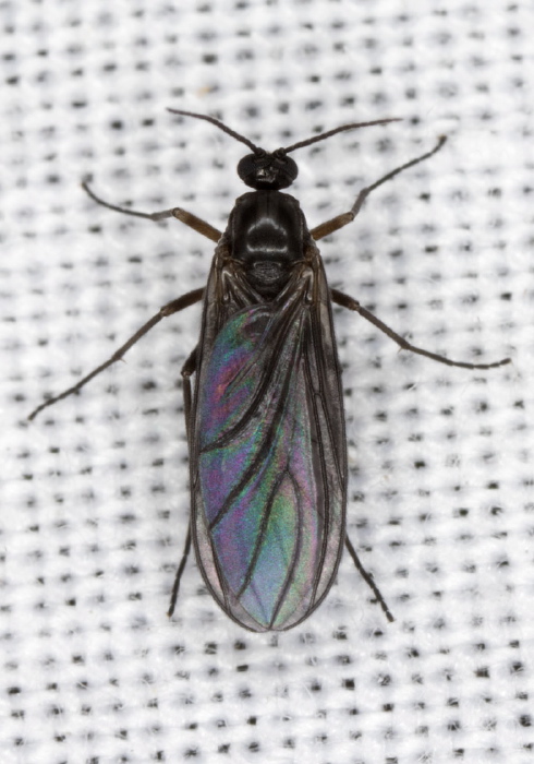   Sciaridae