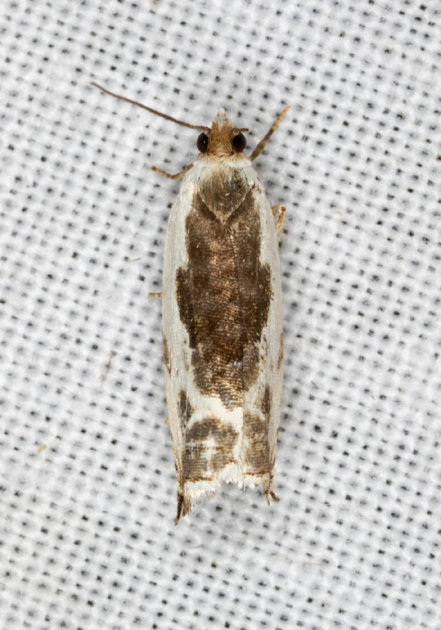 Ancylis nubeculana Tortricidae