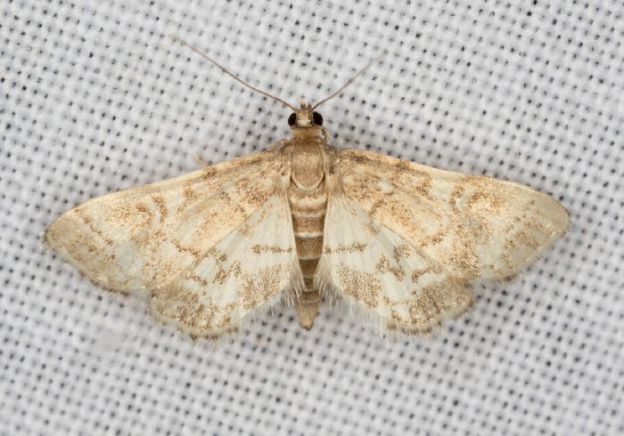 Anageshna primordialis Crambidae