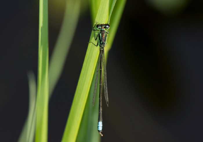 Ischnura verticalis Coenagrionidae