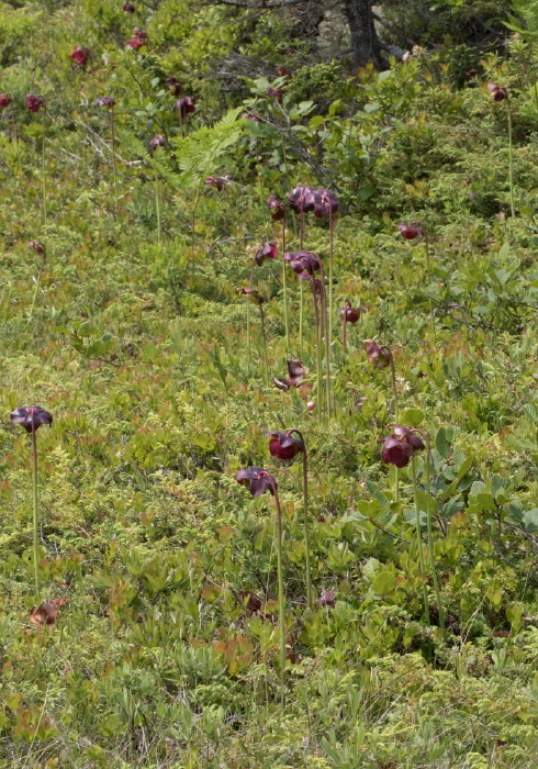 Sarracenia purpurea Sarraceniaceae