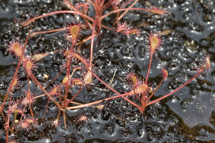 Drosera intermedia Droseraceae