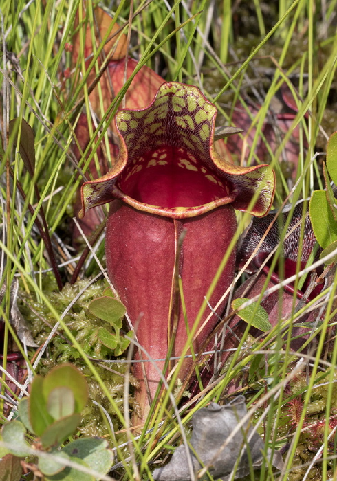 Sarracenia purpurea Sarraceniaceae