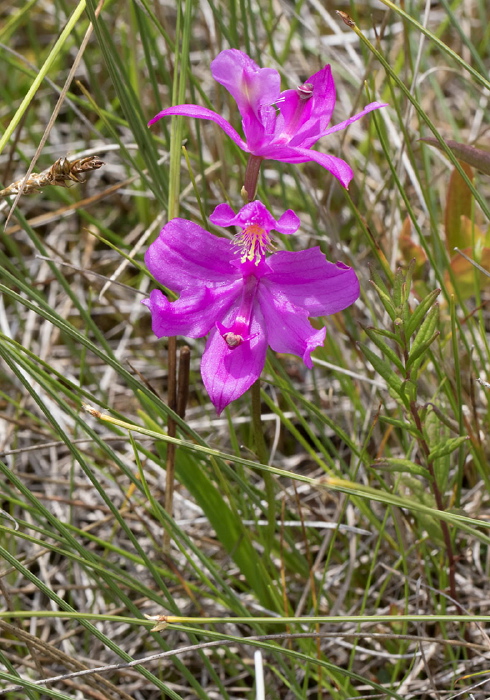 Calopogon tuberosus Orchidaceae