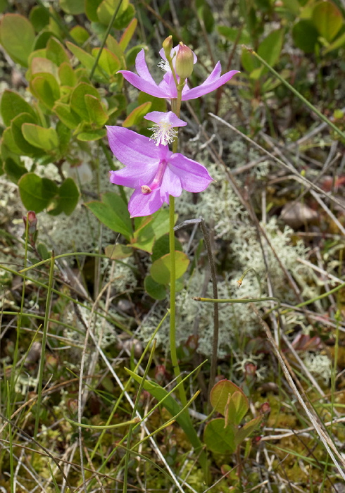 Calopogon tuberosus Orchidaceae