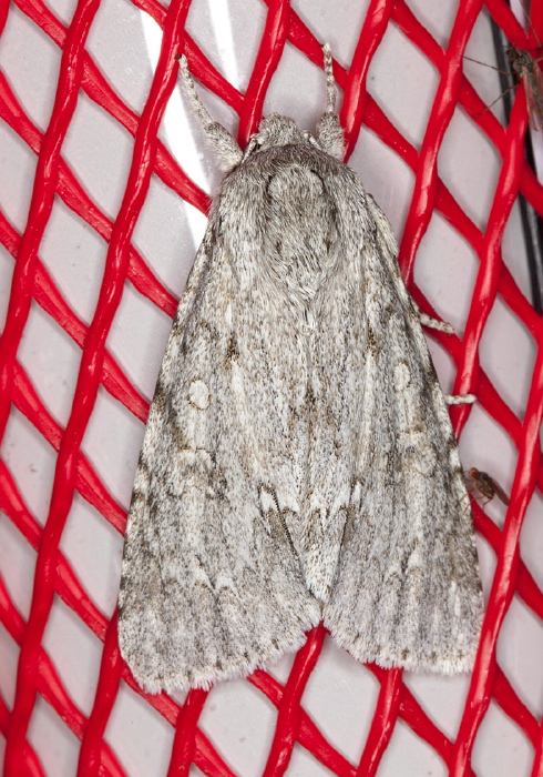 Acronicta americana Noctuidae