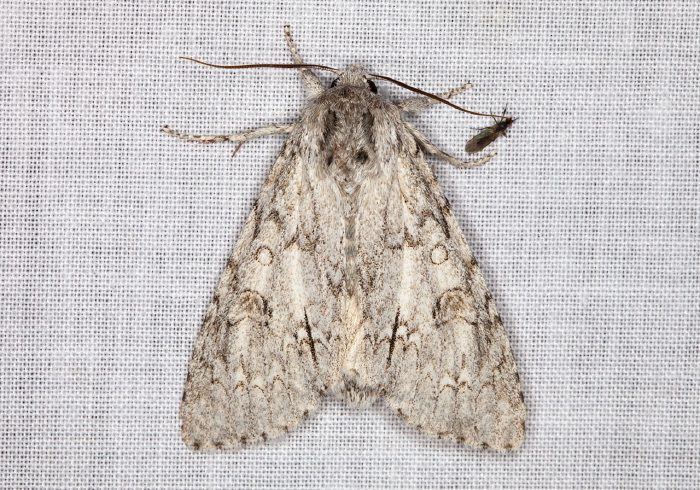 Acronicta americana Noctuidae