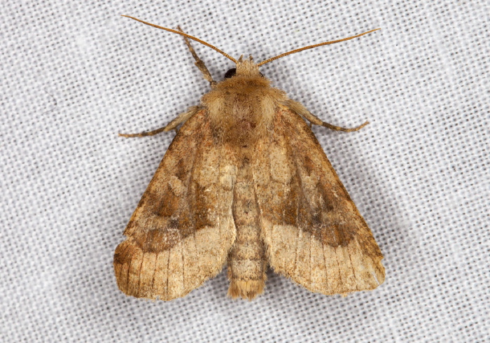 Lacinipolia lorea Noctuidae