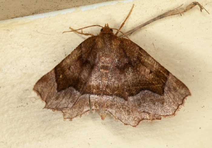 Metarranthis hypochraria Geometridae