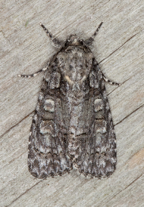 Acronicta increta? Noctuidae