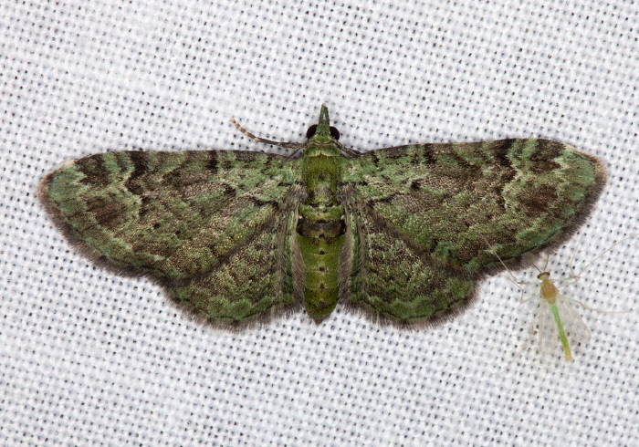 Pasiphila rectangulata Geometridae