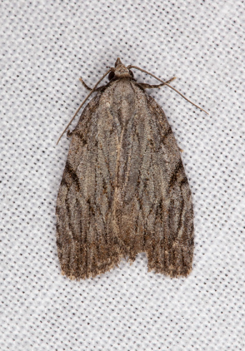 Balsa tristrigella Noctuidae