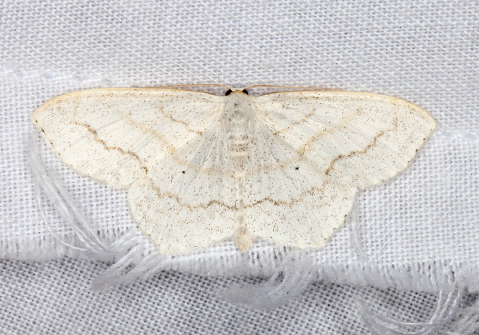 Scopula limboundata Geometridae